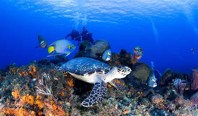 Enjoy the beauty of the cenotes in the Riviera Maya